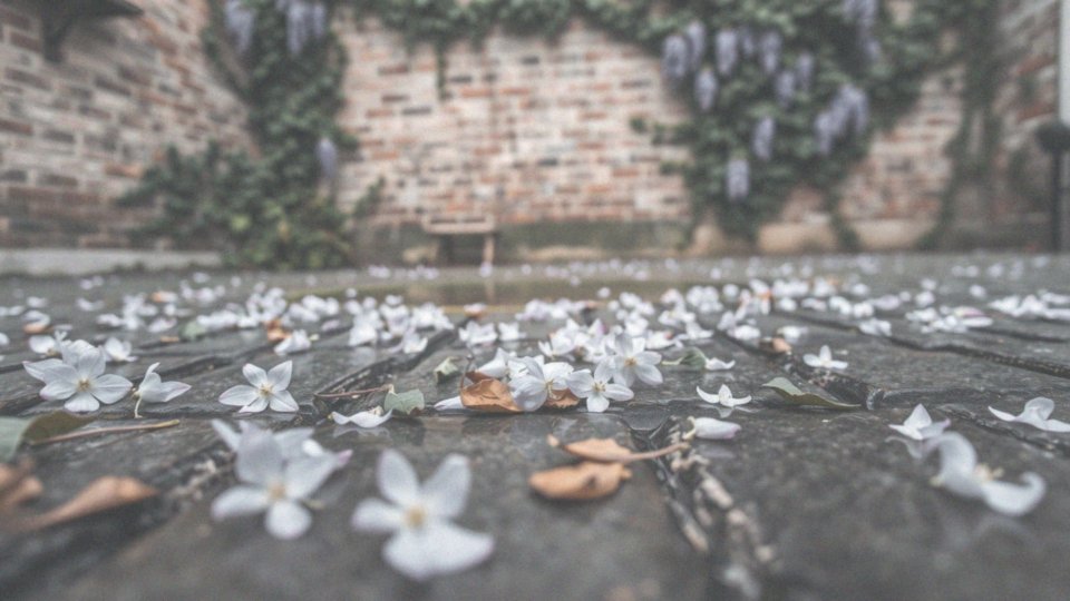 Jakie są objawy zatrucia wisterią?